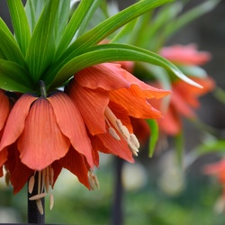 2017-04 Copenhagen/Assistens Kirkegård/DSC_0093.JPG